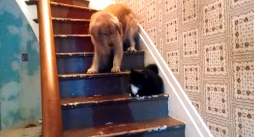 Chevy_the_cat_says_you_may_not_pass.jpg