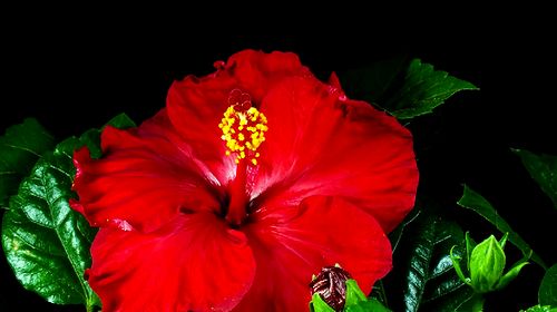 Flowers_opening_timelapse.jpg