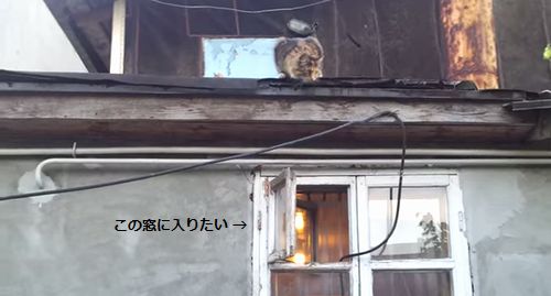 cat_wants_to_enter_the_window2.jpg