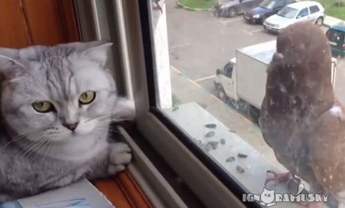 cat_and_pigeon.jpg