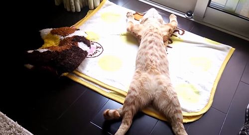 cat_opening.jpg