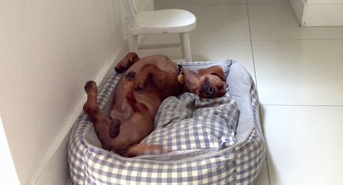 Frank_the_happiest_dog_ever.jpg
