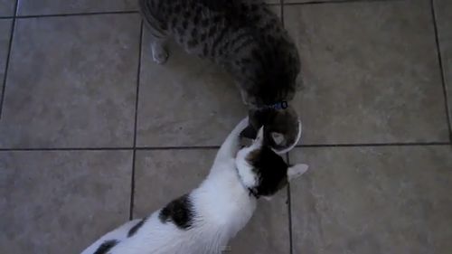 cat_yogurt.jpg