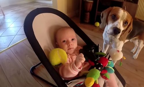Guilty_dog_apologizes_baby.jpg