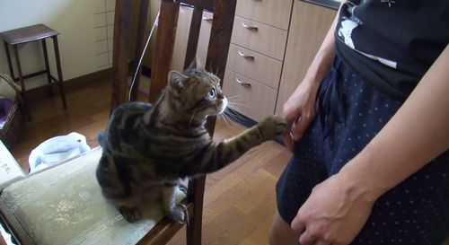 Cat_Politely_Asks_for_More_Massages.jpg
