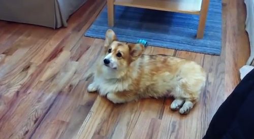 Corgis_adorable_strategy.jpg