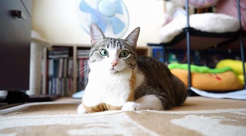 Cat_Neck_Swing_with_Breads.jpg