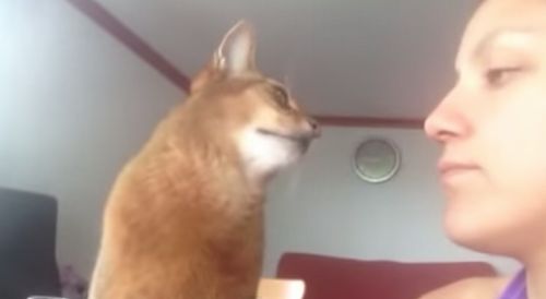 Abyssinian_cat_demanding_kisses.jpg