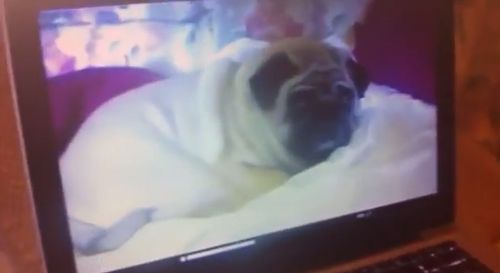 Paranormal_Pugtivity.jpg