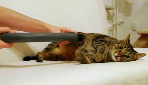 The_Best_of_Bobo_Cat.jpg