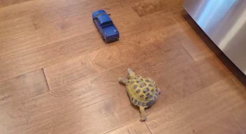 Tortoise_vs_Truck.jpg
