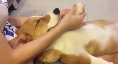 dog_massage.jpg