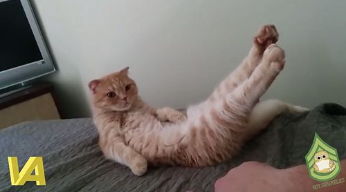 What_happens_when_you_tickle_your_cats_feet.jpg