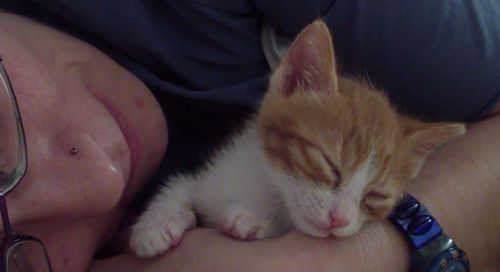sleely_kitten.jpg