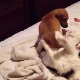 puppy_sits_on_cats_face.jpg