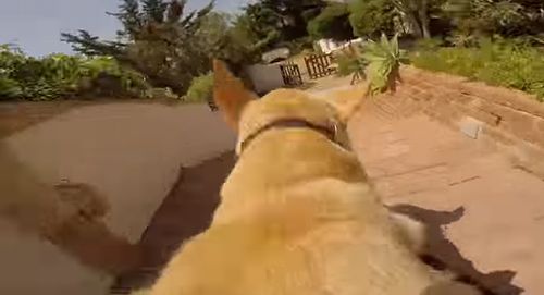 Run_Walter_RUN.jpg