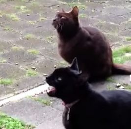 Kitties_Talking_to_the_Birds.jpg