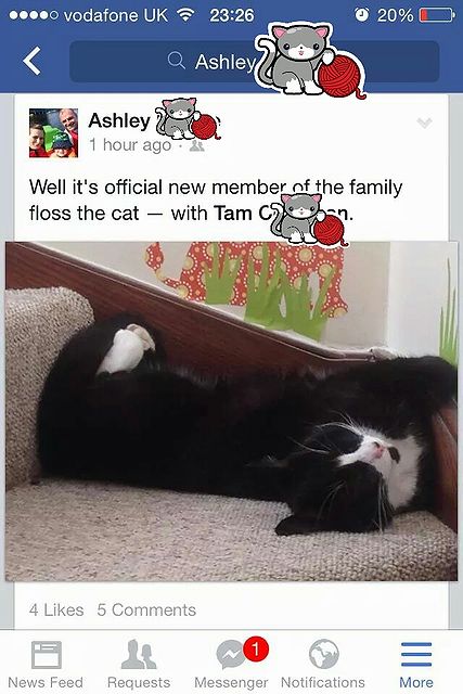 missing_cat.jpg