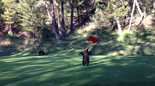 Baby_Bear_Circus_Act.jpg
