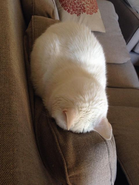 Couch_meatloaf.jpg