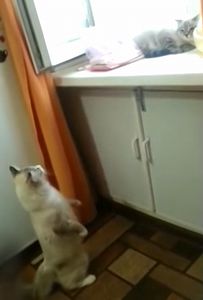 Who_is_there.jpg