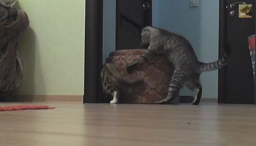 strong_cat.jpg