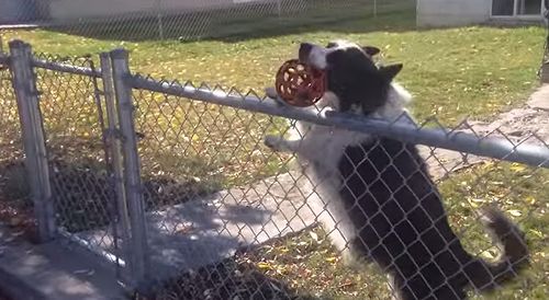 Clever_dog_tricked_me.jpg