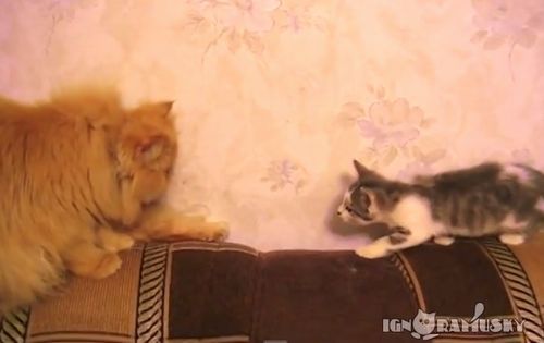 Sneak_up_Confuse_escape.jpg
