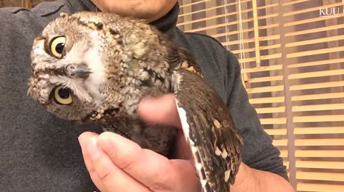 Owl_being_confused_about_iPhone_screen.jpg