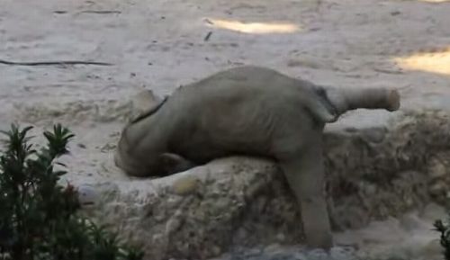 Baby_elephant_slips.jpg