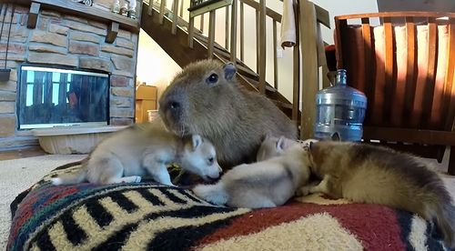 JoeJoe_and_Puppies.jpg