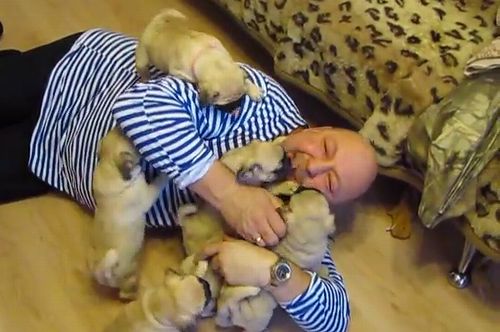 Good_morning_pugs.jpg