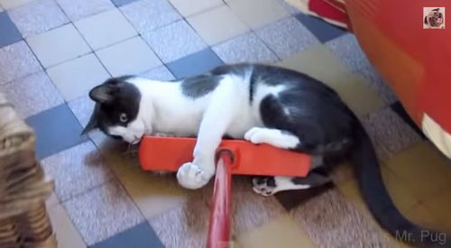 Cats_vs_Brooms.jpg