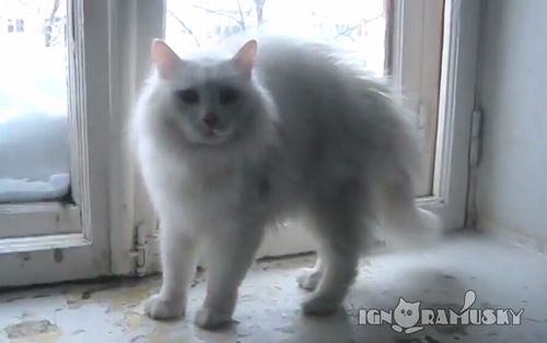 Cats_reaction_to_other_cat.jpg