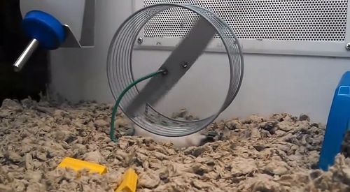upside-down_running_hamster.jpg