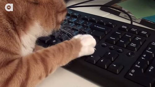 What_its_like_to_Work_with_Cats.jpg