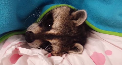 Buster_Raccoon.jpg