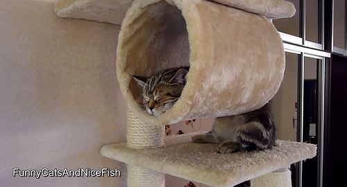 Funny_Cats_Sleeping.jpg