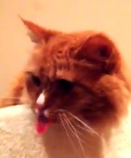 Cat_licks_at_the_sound_of_tape.jpg