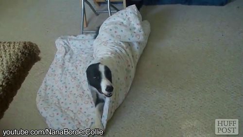 Lonely_Dogs_Tuck_Themselves_Into_Bed.jpg