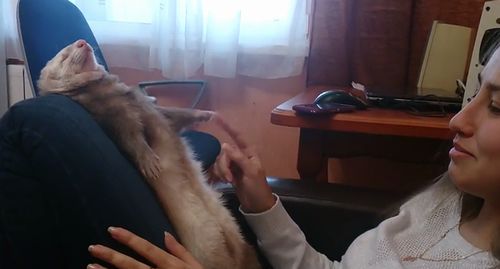 Ferret_falls_asleep_dramatically.jpg