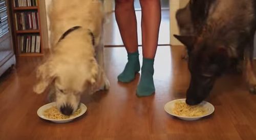 Spaghetti_Eating_Competition.jpg