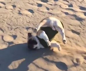 Dog_runs_and_trips.jpg