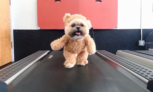Munchkin_the_Teddy_Bear.jpg