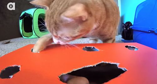 Kitty-Whack-A-Mouse.jpg