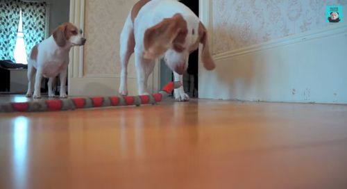 Dog_Rescues_Sister.jpg