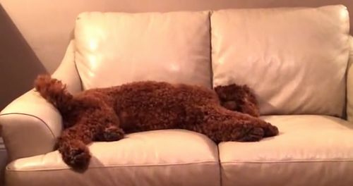 Dog_Comforts_Pal_Having_Bad_Dream.jpg