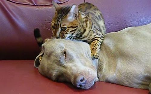 Must_see_head_massage_Bengal_style.jpg