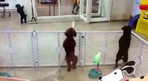 Excited_puppy_spots_its_owner.jpg