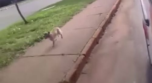 Dog_chases_ambulance_driving_his_owner.jpg